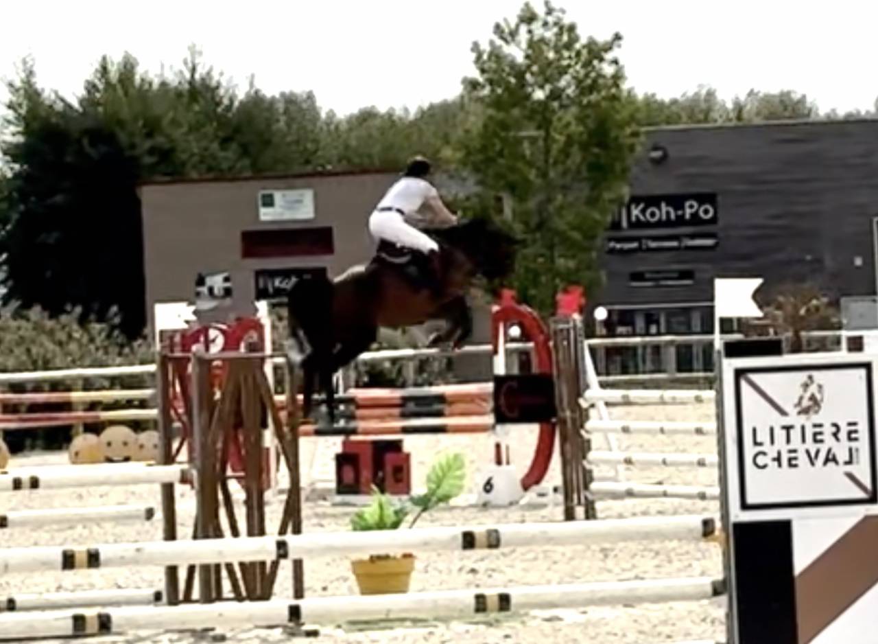 Cavalla Sella Francese In vendita 2019 Baio ,  BALOU STAR