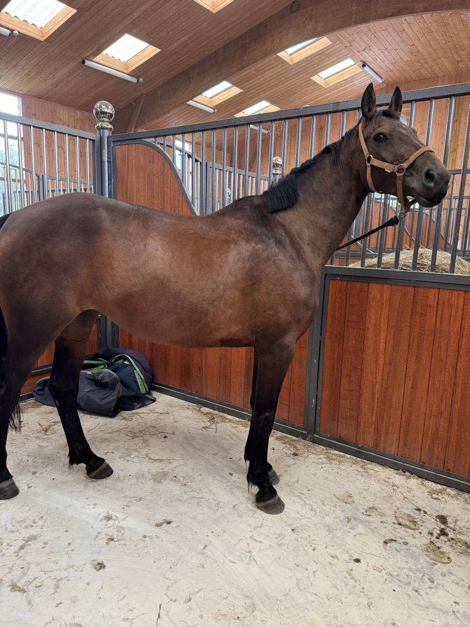 Cavalla Sella Francese In vendita 2019 Baio ,  BALOU STAR