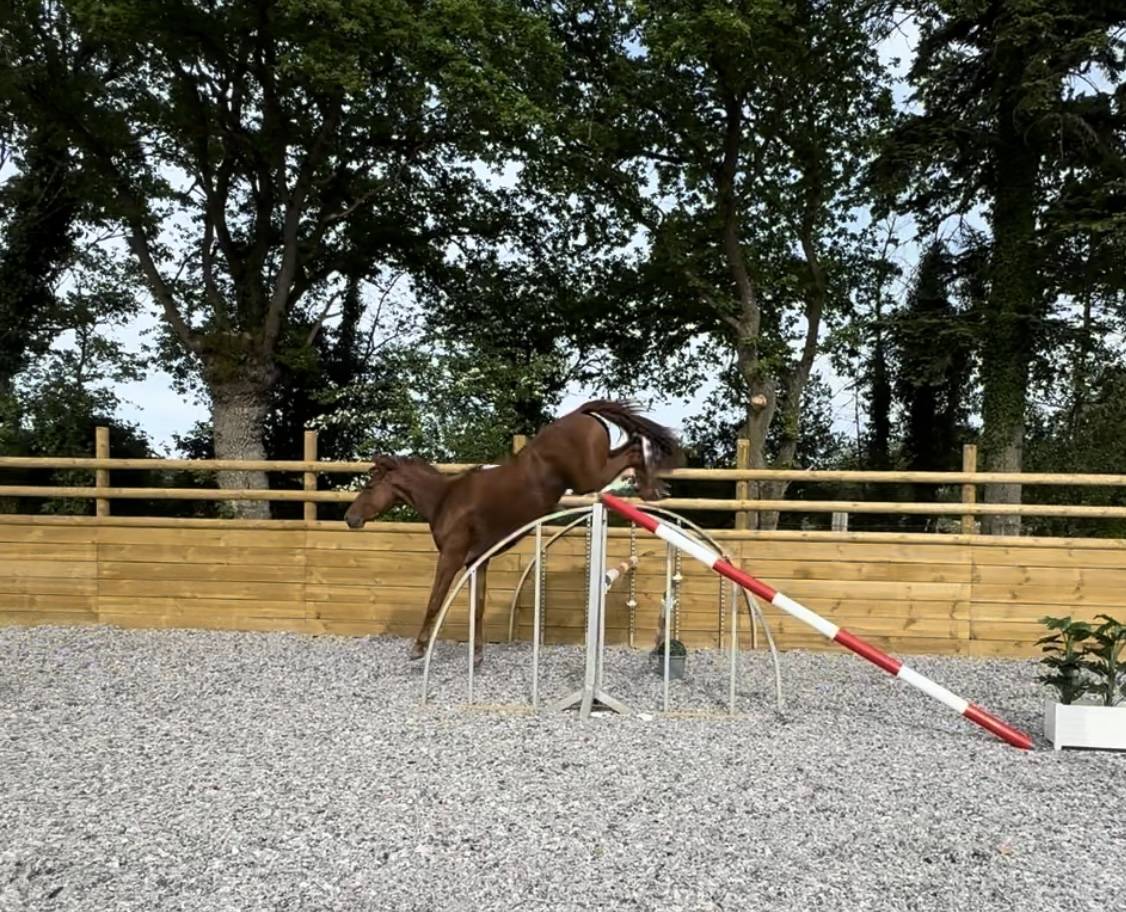 Cavalla Sella Francese In vendita 2022 Sauro ,  I Am Semilly