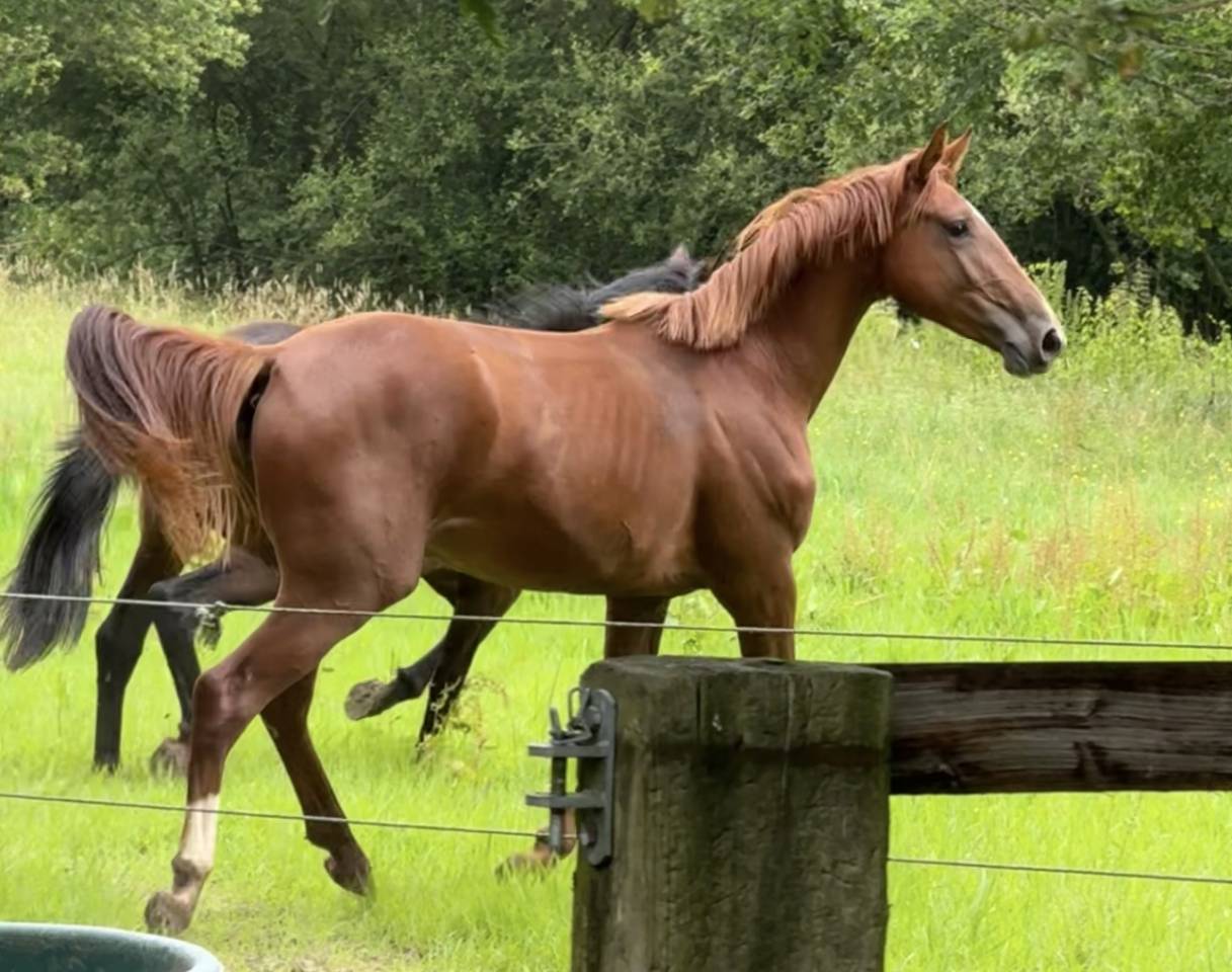 Cavalla Sella Francese In vendita 2022 Sauro ,  I Am Semilly