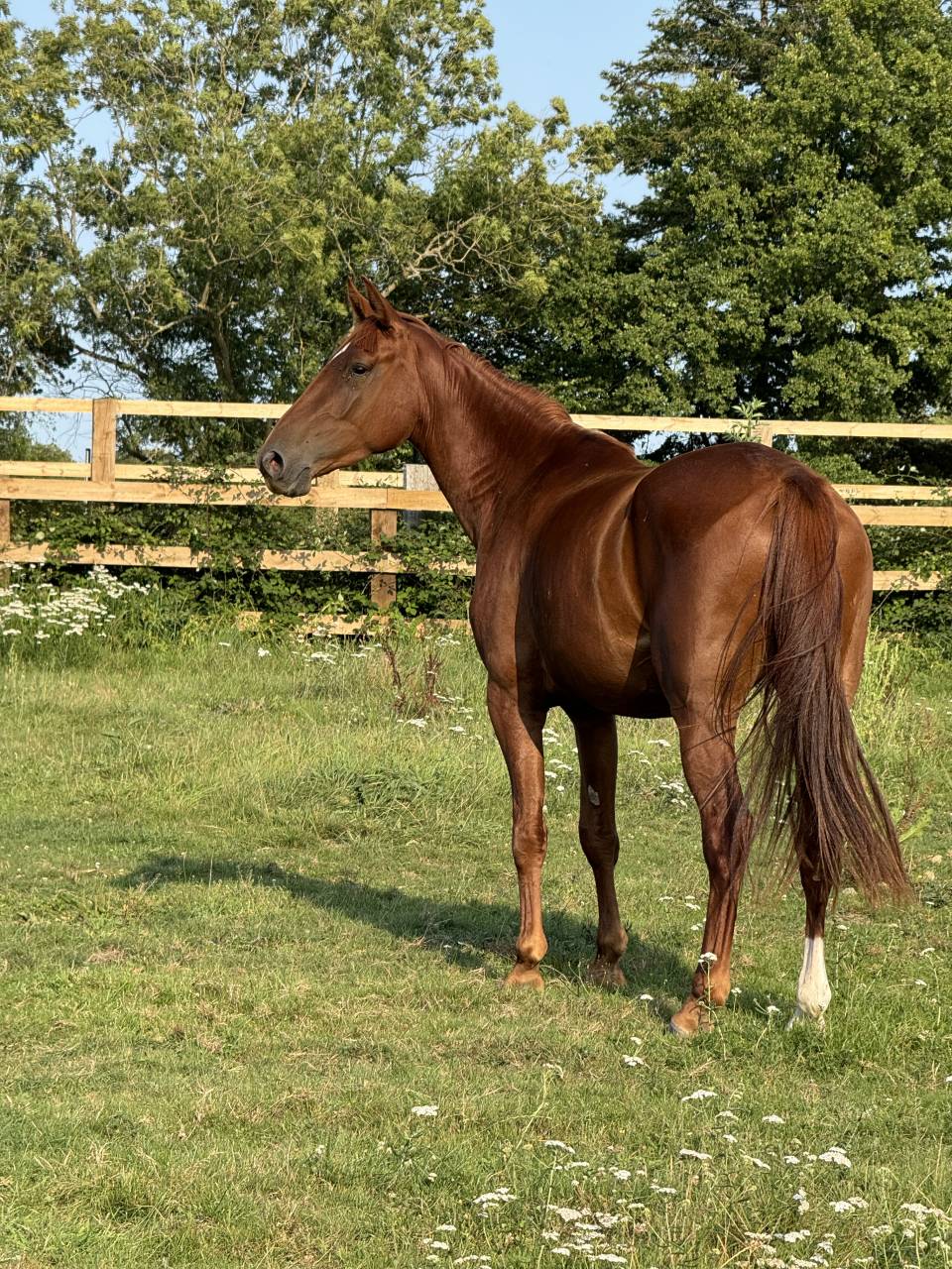 Cavalla Sella Francese In vendita 2022 Sauro ,  I Am Semilly