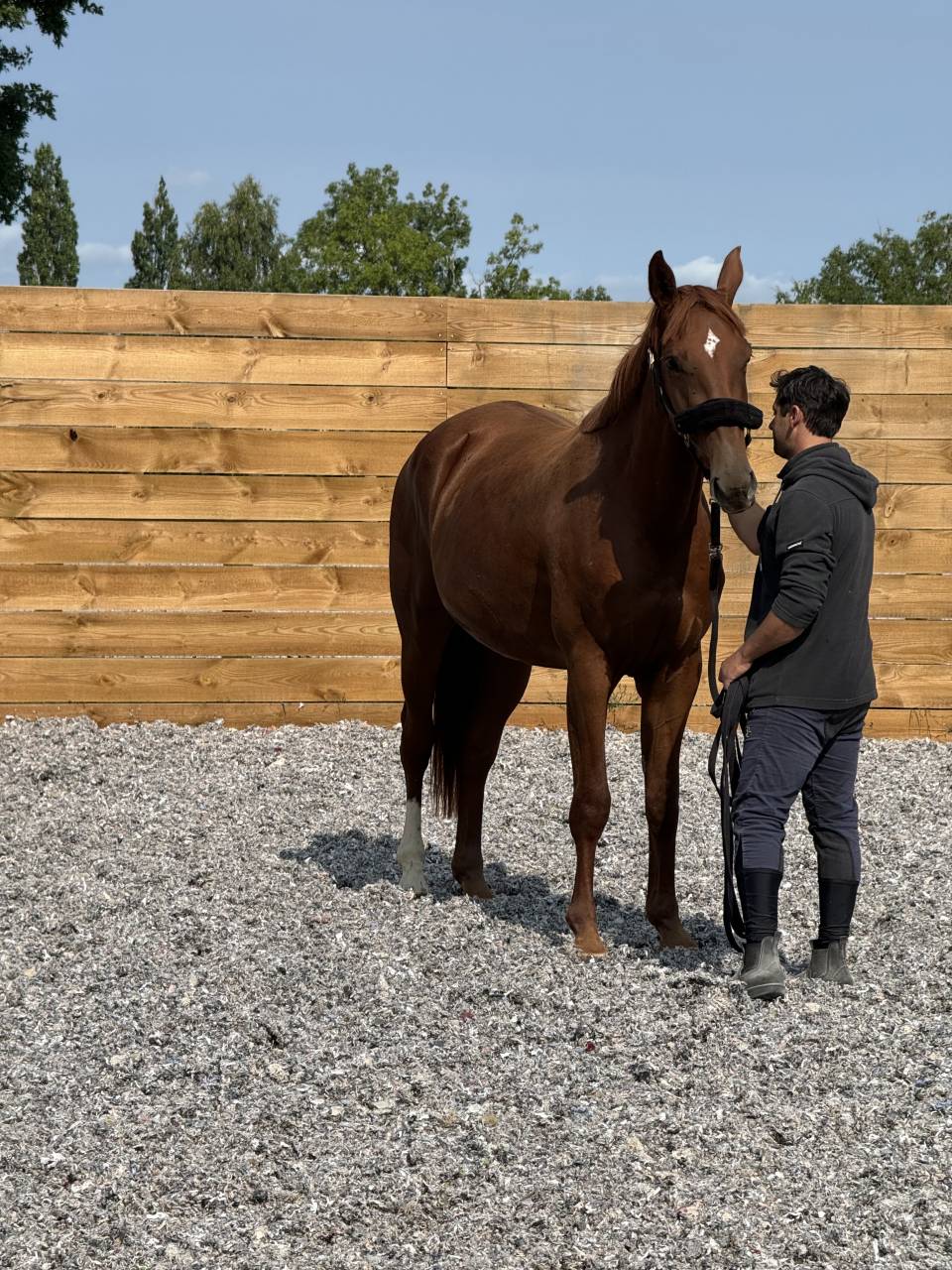 Cavalla Sella Francese In vendita 2022 Sauro ,  I Am Semilly