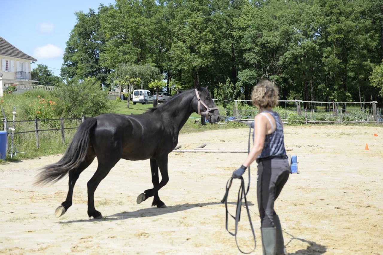 Castrone Minorquin In vendita 2016 Nero ,  SUTSU(ESP)OES