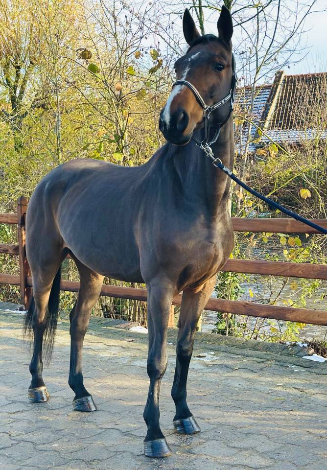 Cavalla BWP Cavallo da Sangue Belgio In vendita 2013 Baio ,  Galisco van paemel 