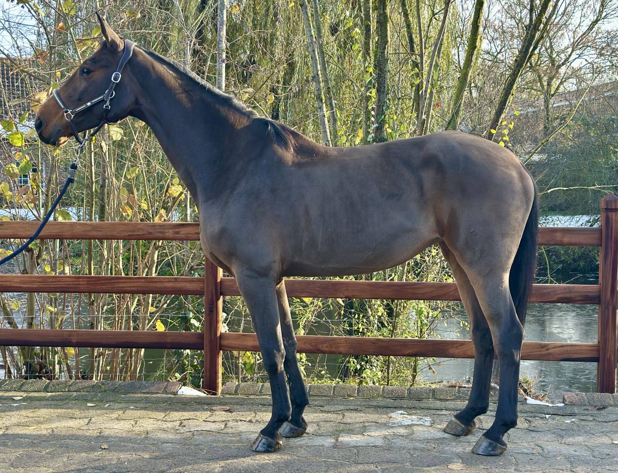 Cavalla BWP Cavallo da Sangue Belgio In vendita 2013 Baio ,  Galisco van paemel 