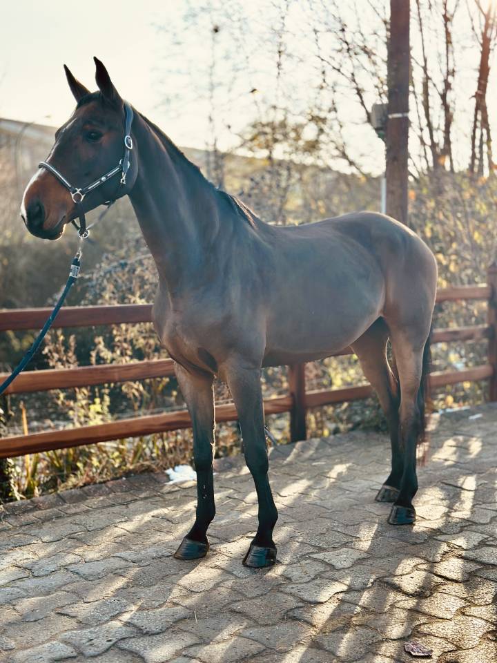 Cavalla BWP Cavallo da Sangue Belgio In vendita 2013 Baio ,  Galisco van paemel 