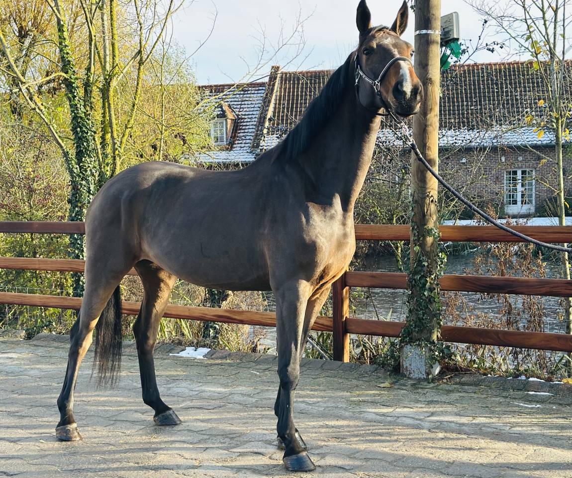 Cavalla BWP Cavallo da Sangue Belgio In vendita 2013 Baio ,  Galisco van paemel 