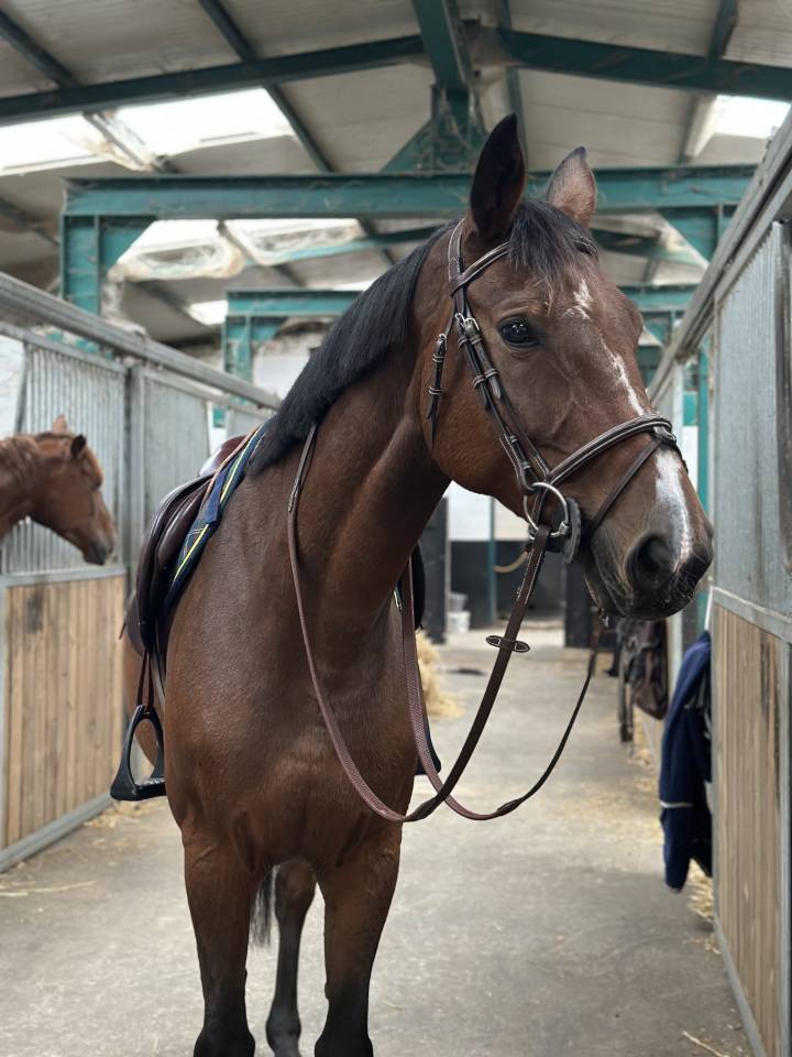 Cavalla BWP Cavallo da Sangue Belgio In vendita 2013 Baio ,  Galisco van paemel 