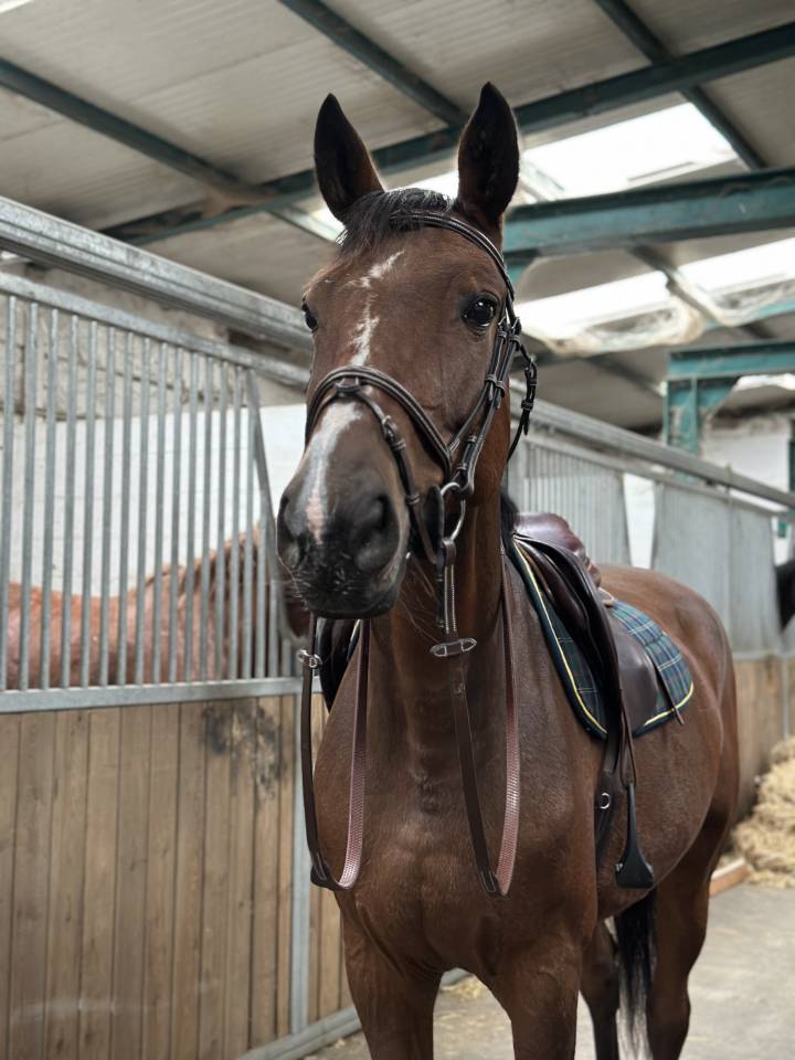 Cavalla BWP Cavallo da Sangue Belgio In vendita 2013 Baio ,  Galisco van paemel 