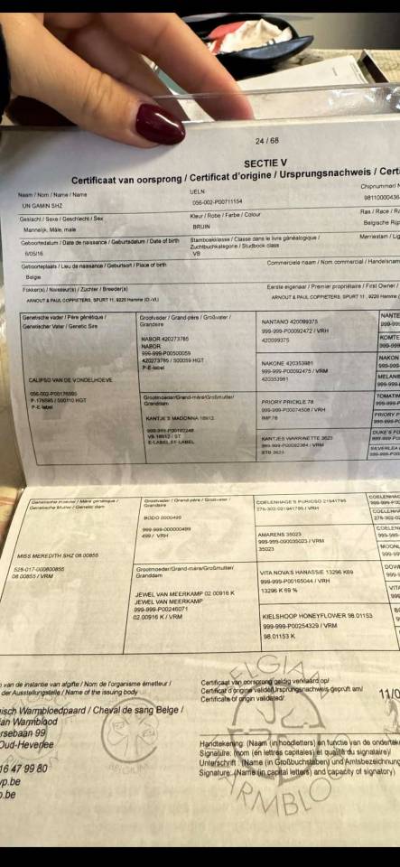 Cavalla BWP Cavallo da Sangue Belgio In vendita 2016 Baio