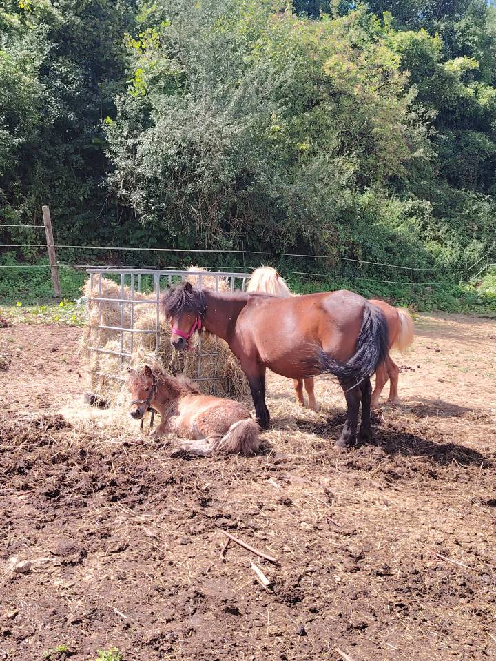 Fattrice Origine Non Constatata In vendita 2013 Baio scuro