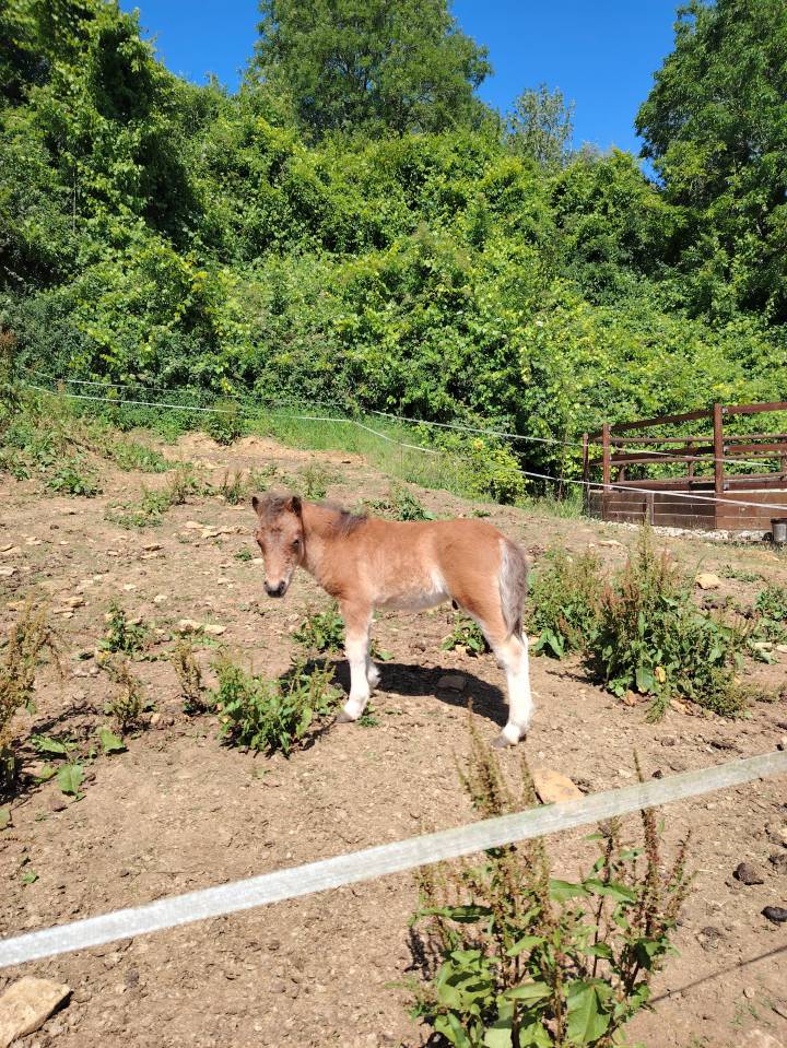 Fattrice Origine Non Constatata In vendita 2013 Baio scuro
