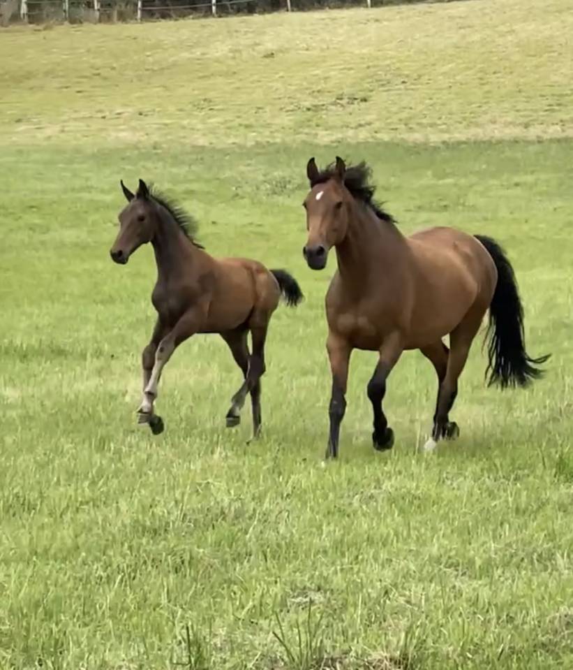 Castrone Sella Francese In vendita 2021 Baio ,  FURSTENBALL