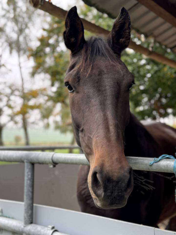 Castrone Sella Francese In vendita 2021 Baio ,  FURSTENBALL