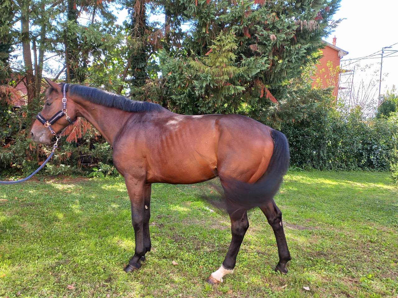 CAVALLO OLANDESE KWPN DEL 2020