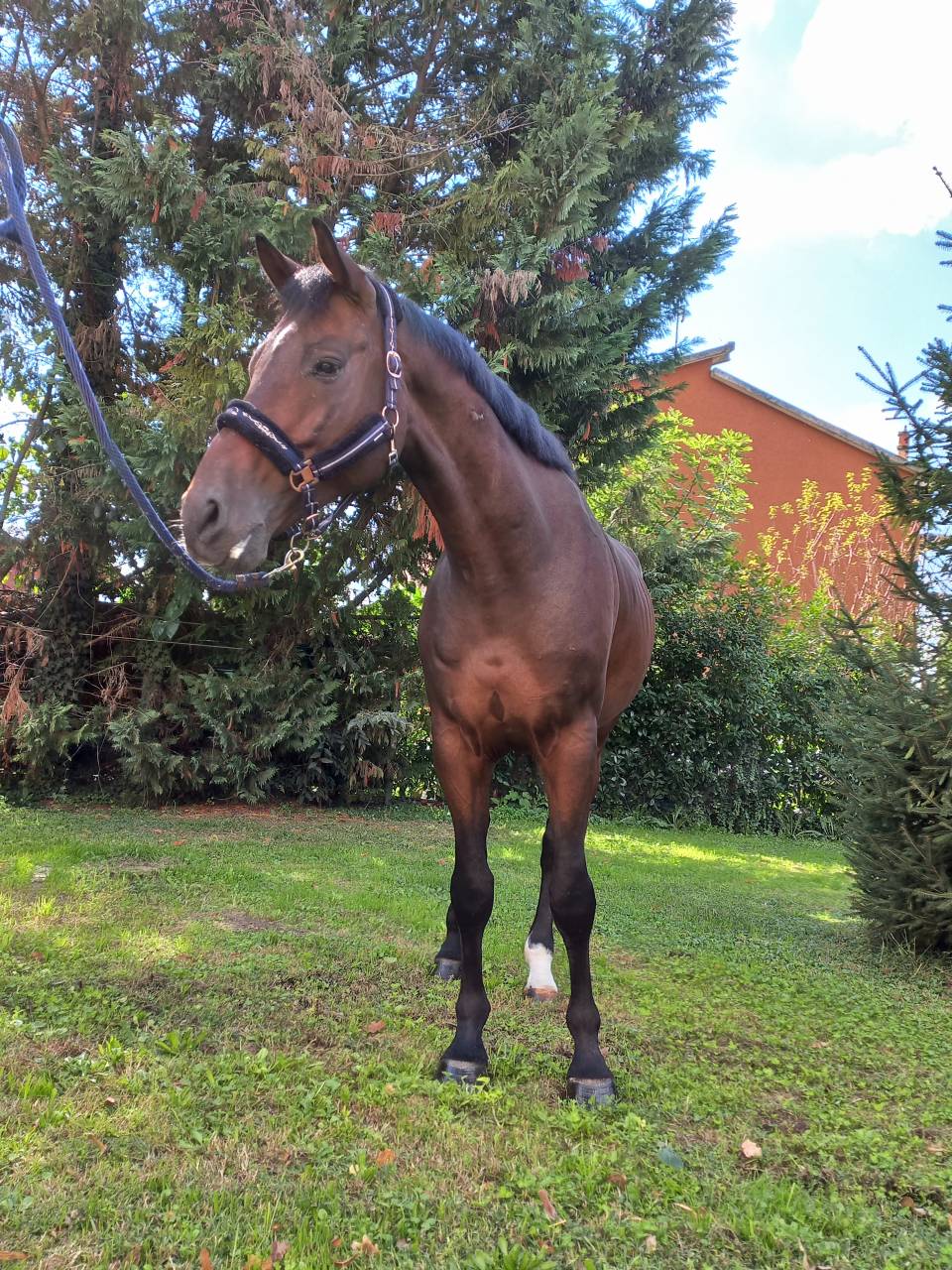 CAVALLO OLANDESE KWPN DEL 2020