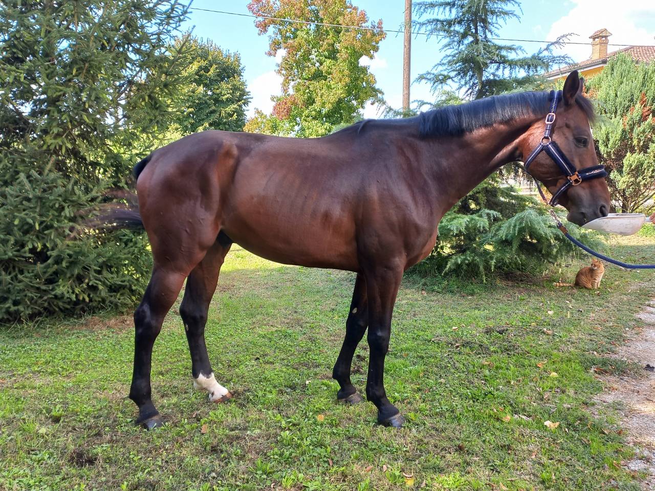 CAVALLO OLANDESE KWPN DEL 2020