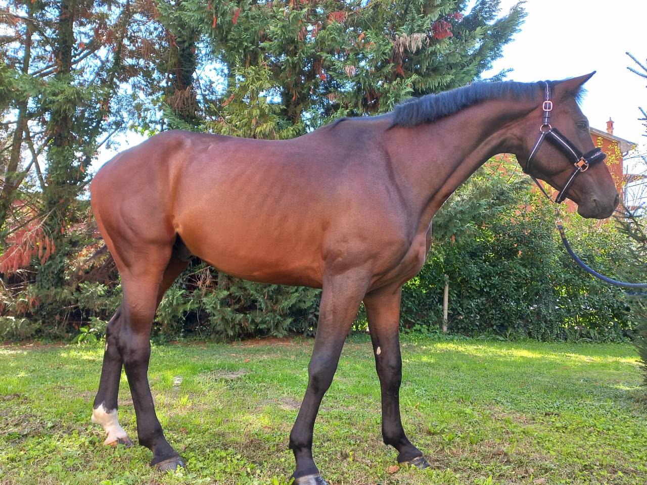 CAVALLO OLANDESE KWPN DEL 2020