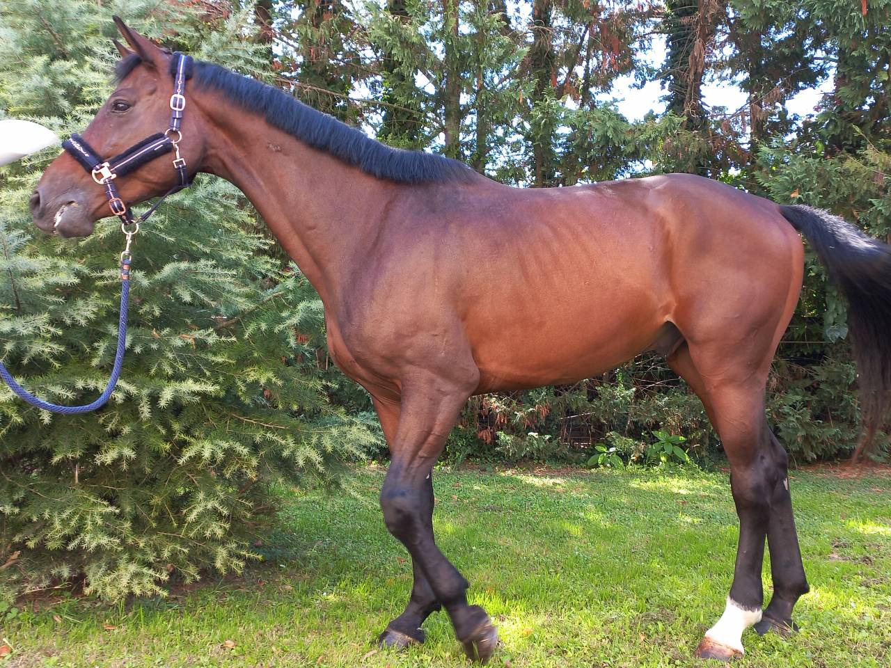 CAVALLO OLANDESE KWPN DEL 2020