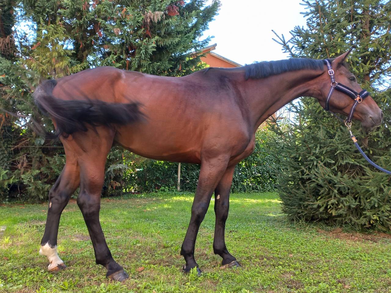 CAVALLO OLANDESE KWPN DEL 2020