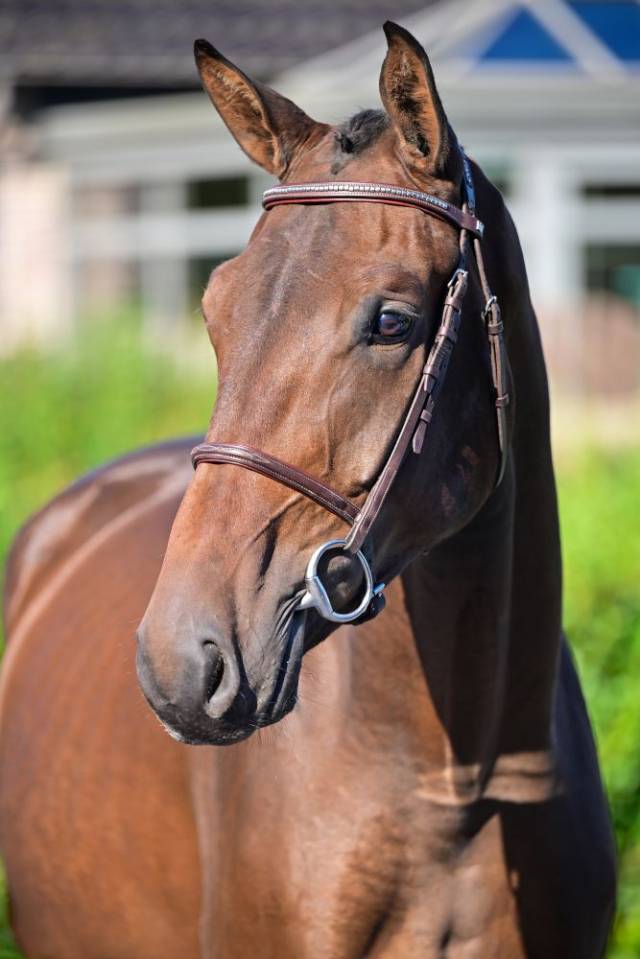 Castrone Cavallo da Sport Irlandese In vendita 2020 Baio ,  WINTSENT V