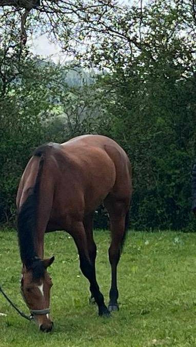 Cavalla Sella Francese In vendita 2019 Baio ,  Bandro Boy