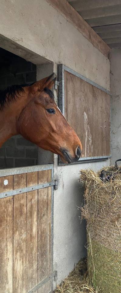 Cavalla Sella Francese In vendita 2019 Baio ,  Bandro Boy
