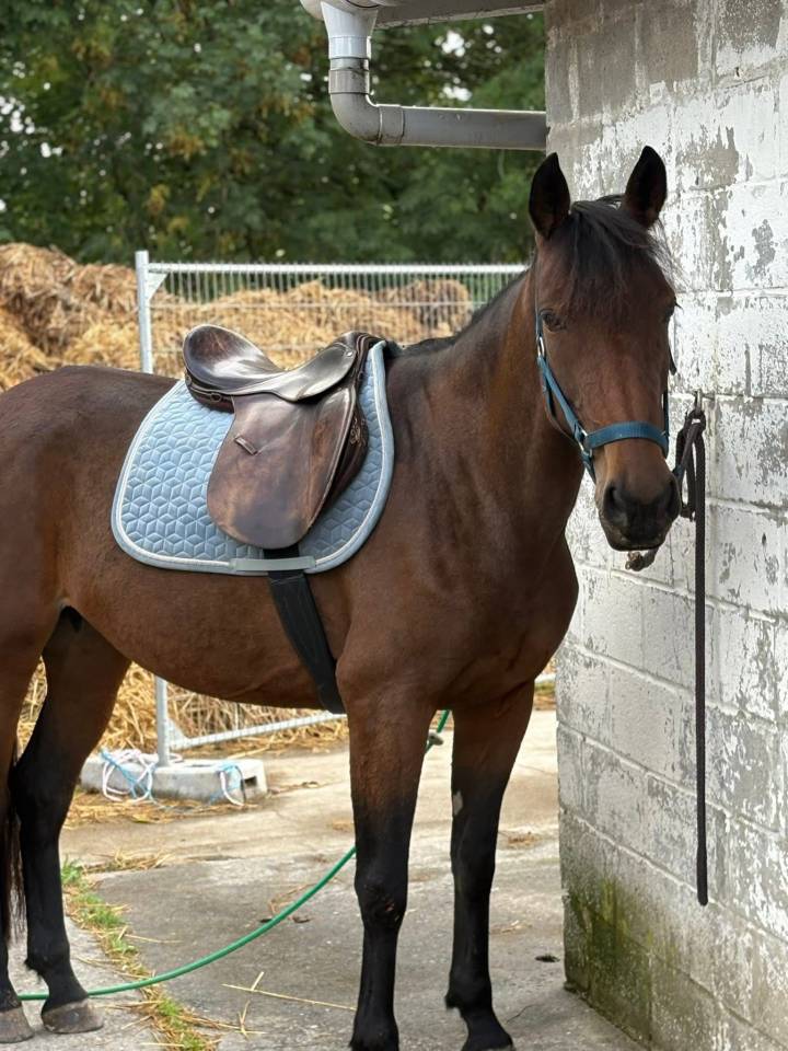 Cavalla Trottatore Francese In vendita 2017 Baio