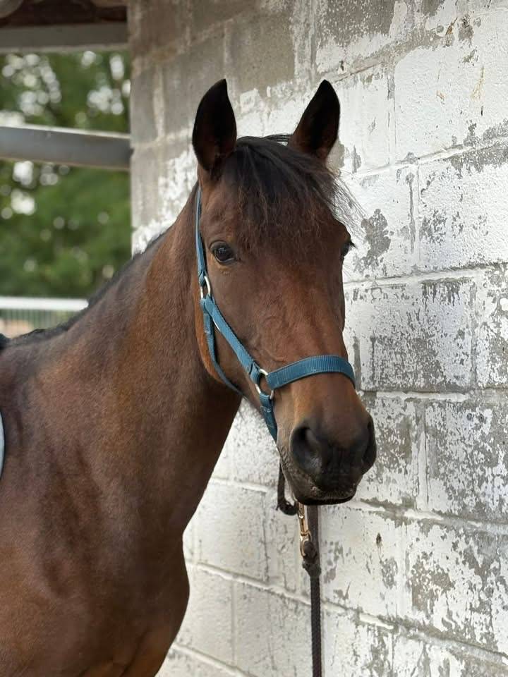 Cavalla Trottatore Francese In vendita 2017 Baio