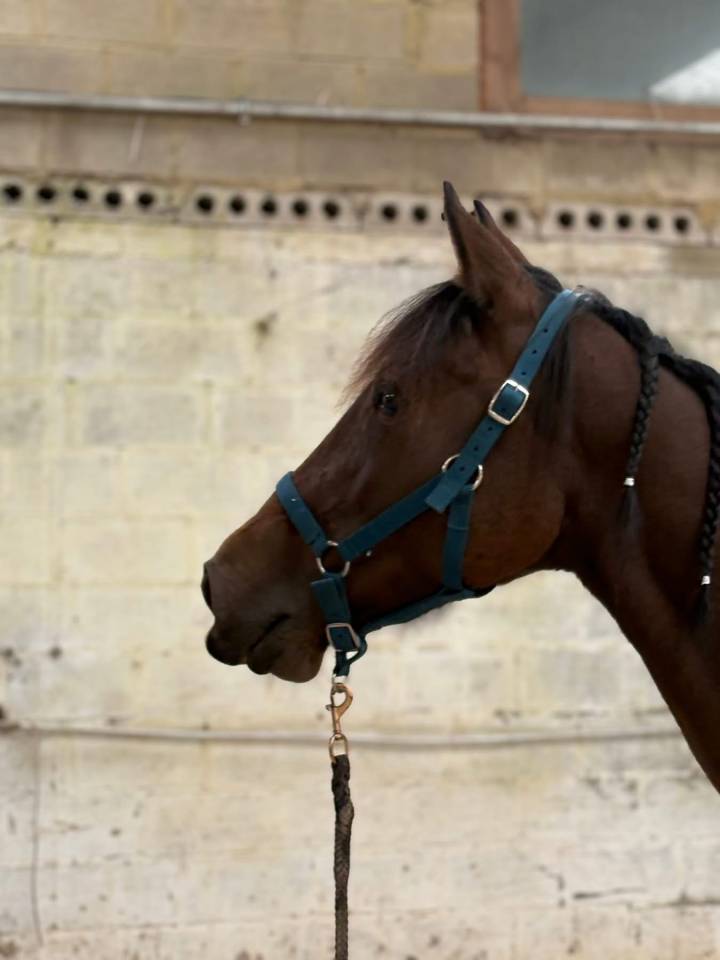 Cavalla Trottatore Francese In vendita 2017 Baio