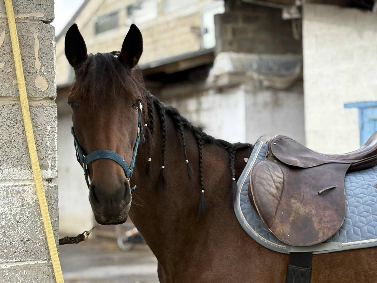 Cavalla Trottatore Francese In vendita 2017 Baio