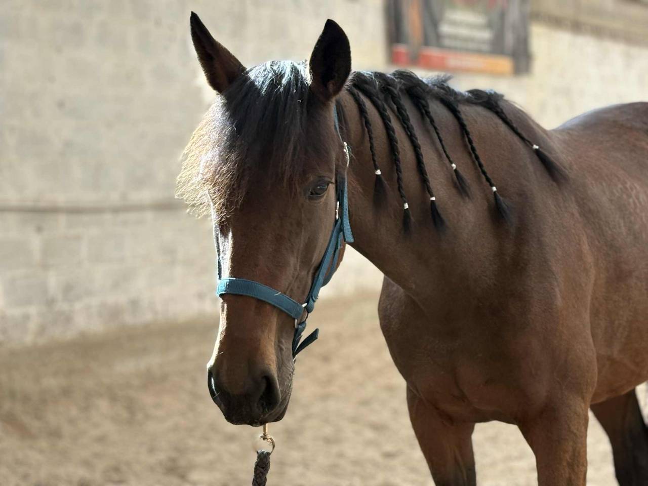 Cavalla Trottatore Francese In vendita 2017 Baio