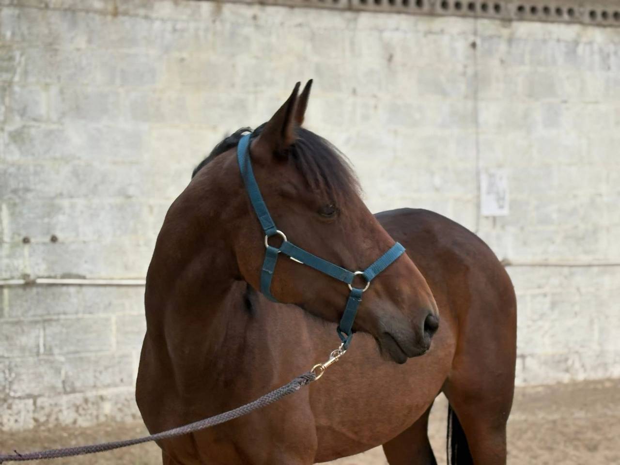 Cavalla Trottatore Francese In vendita 2017 Baio