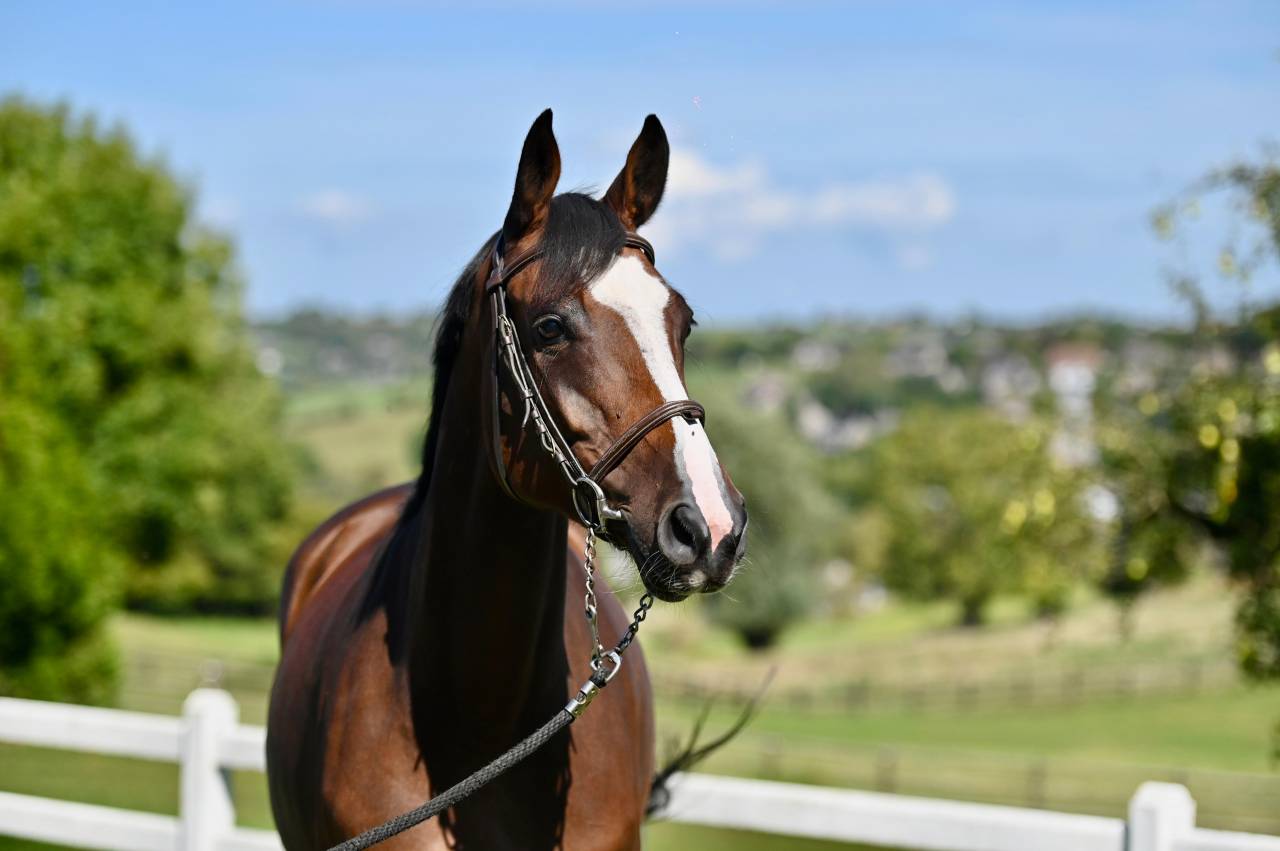 Cavalla Zangersheide In vendita 2021 Baio ,  NIXON VAN 'T MEULENHOF