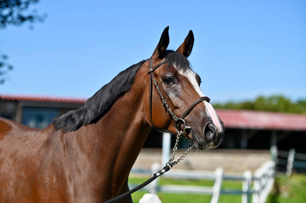 Cavalla Zangersheide In vendita 2021 Baio ,  NIXON VAN 'T MEULENHOF