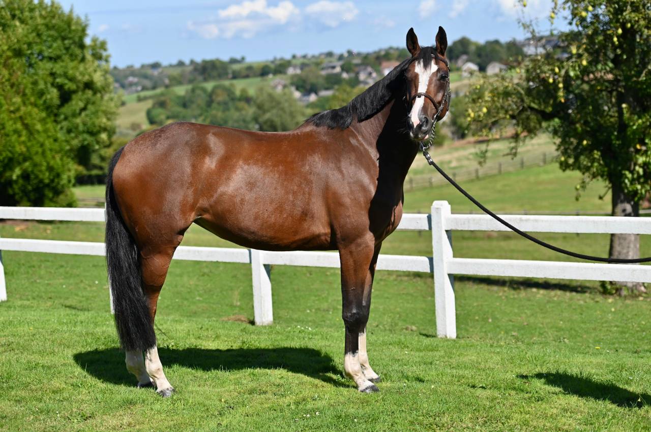 Cavalla Zangersheide In vendita 2021 Baio ,  NIXON VAN 'T MEULENHOF