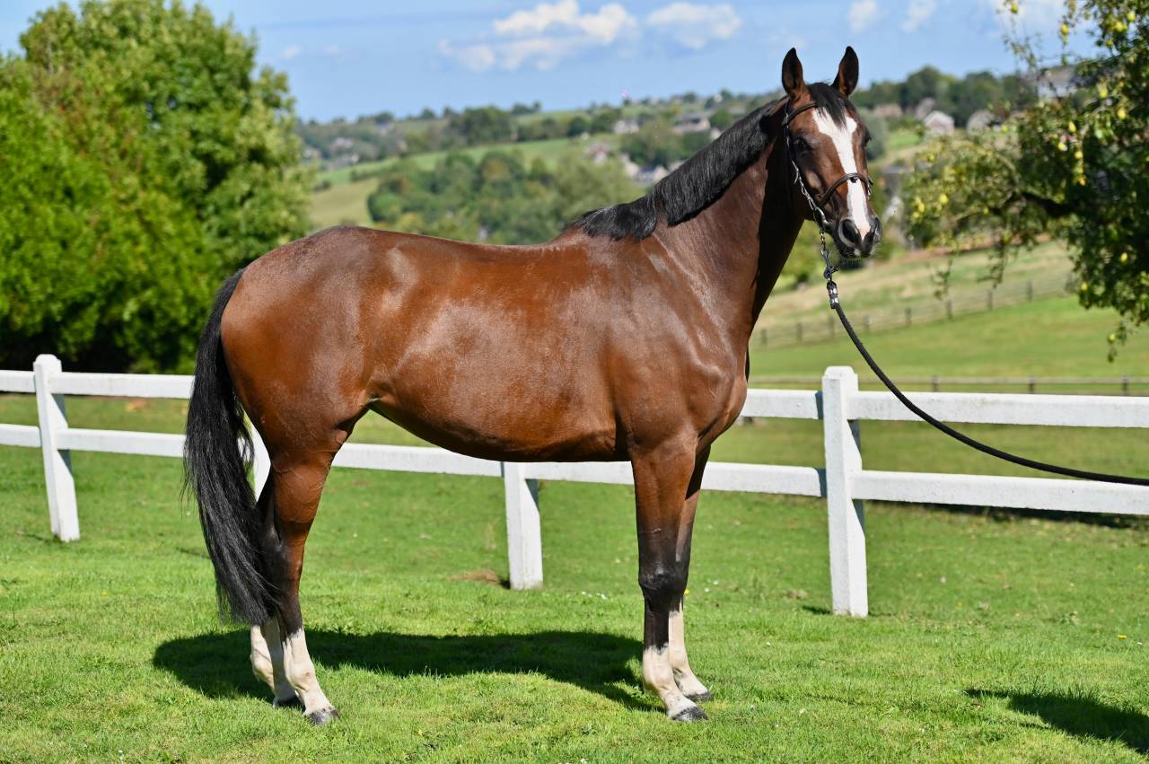 Cavalla Zangersheide In vendita 2021 Baio ,  NIXON VAN 'T MEULENHOF