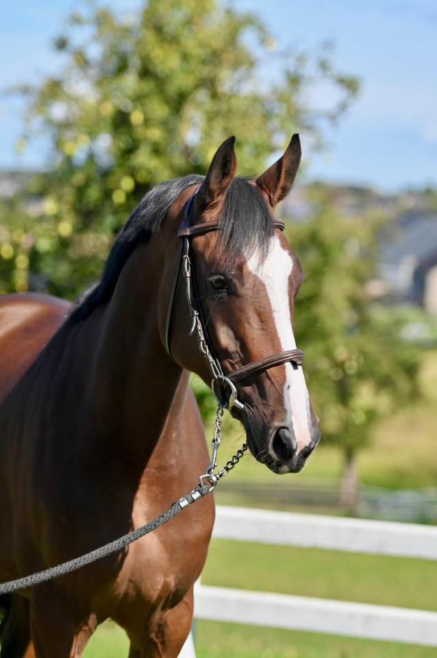 Cavalla Zangersheide In vendita 2021 Baio ,  NIXON VAN 'T MEULENHOF