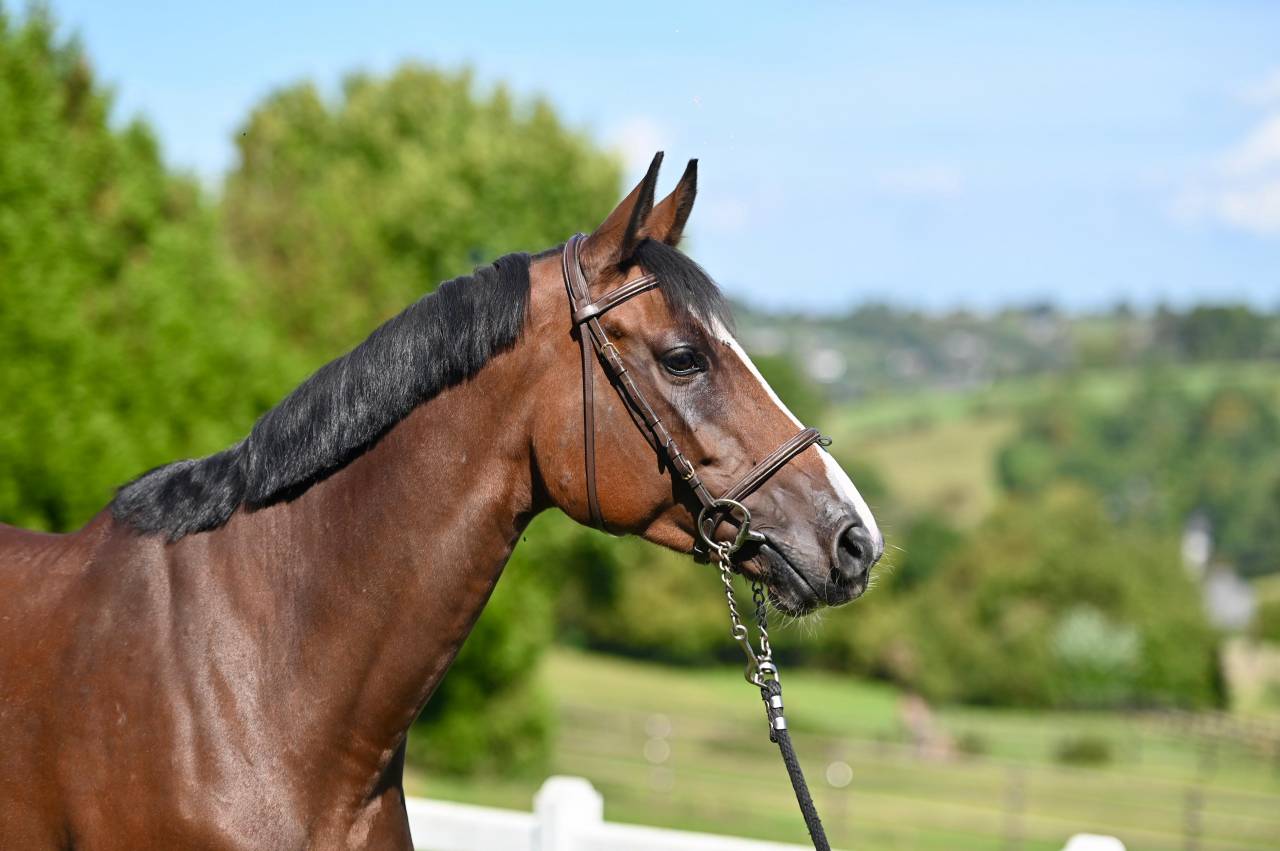 Cavalla Zangersheide In vendita 2021 Baio ,  NIXON VAN 'T MEULENHOF