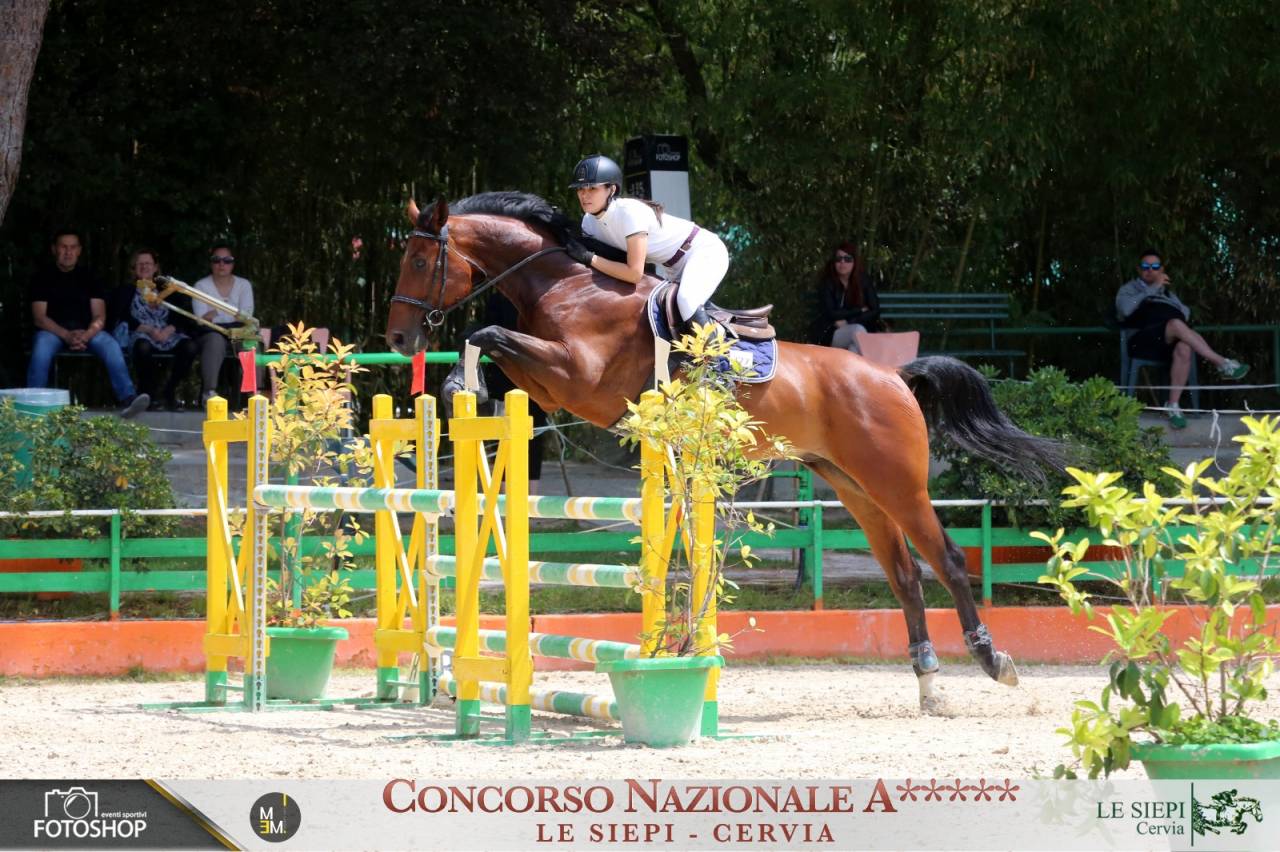 CAVALLO ITALIANO  DEL 2016