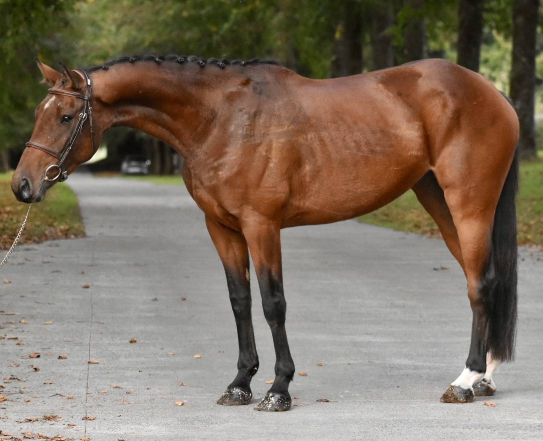 Cavalla BWP Cavallo da Sangue Belgio In vendita 2021 Baio