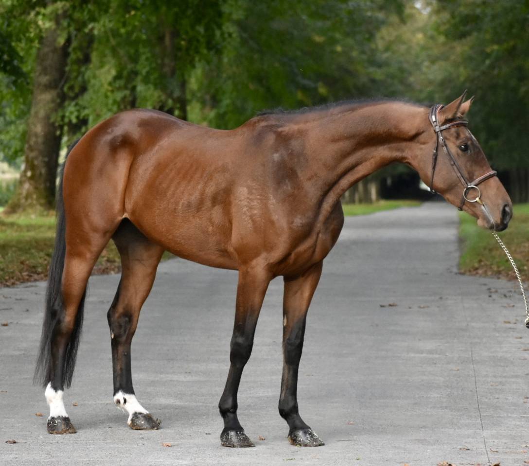 Cavalla BWP Cavallo da Sangue Belgio In vendita 2021 Baio