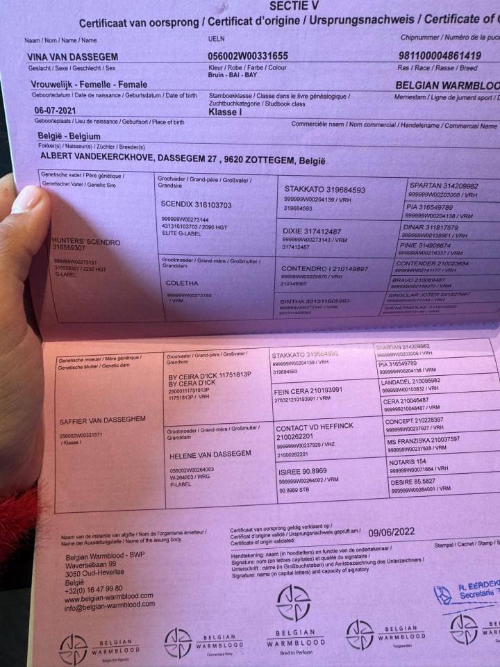 Cavalla BWP Cavallo da Sangue Belgio In vendita 2021 Baio