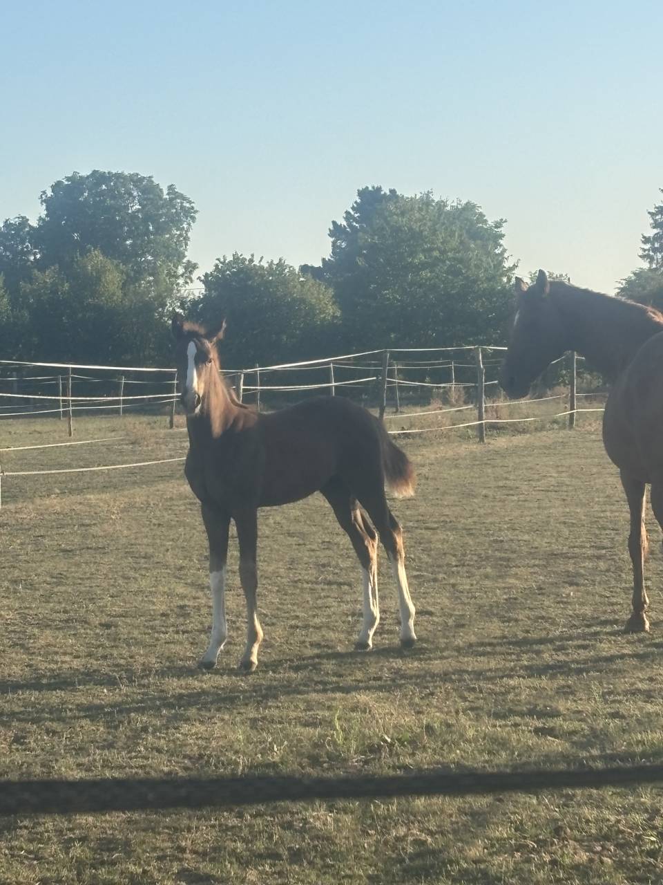 Puledro Sella Francese In vendita 2025 Sauro brulé