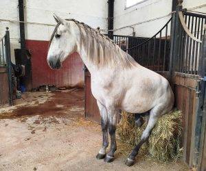 Intero PRE Andaluso In vendita 2022 Grigio