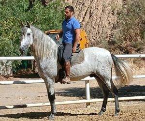 Intero PRE Andaluso In vendita 2022 Grigio