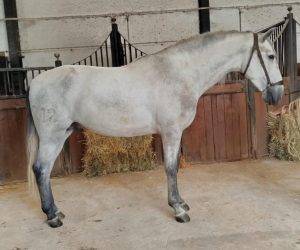 Intero PRE Andaluso In vendita 2022 Grigio