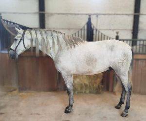 Intero PRE Andaluso In vendita 2022 Grigio