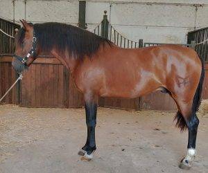 Intero PRE Andaluso In vendita 2022 Baio