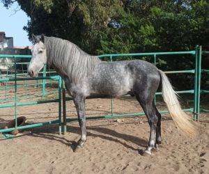 Castrone PRE Andaluso In vendita 2021 Grigio